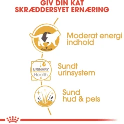 Best Royal Canin British shorthair Sovs - vådfoder 85 g Kattefoder & Snacks
