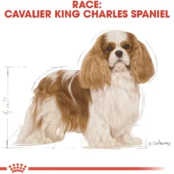 Sale Royal Canin Cavalier King Charles Adult 1,5 kg - tørfoder til små hunde Hundefoder|Tørfoder Til Hunde I Alle Størrelser Og Aldre