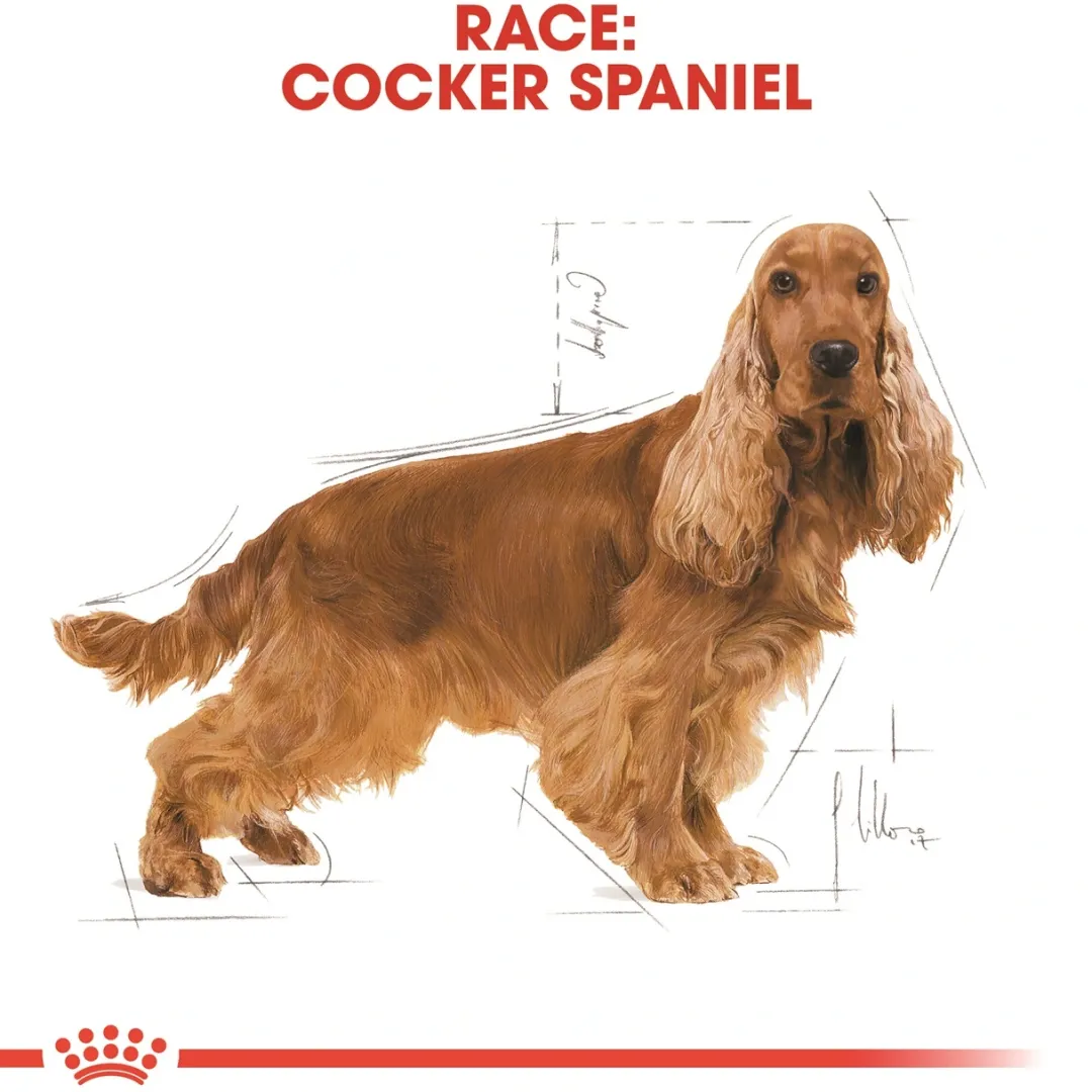 Best Royal Canin Cocker Spaniel Adult 12 kg - tørfoder til voksne hunde Hundefoder|Tørfoder Til Hunde I Alle Størrelser Og Aldre