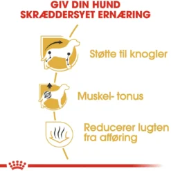 Best Royal Canin Dachshund Adult 1,5 kg - tørfoder til gravhunde Hundefoder|Tørfoder Til Hunde I Alle Størrelser Og Aldre
