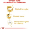 Royal Canin Dachshund Adult 7,5 kg - tørfoder til gravhunde Hundefoder|Tørfoder Til Hunde I Alle Størrelser Og Aldre