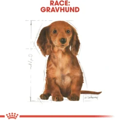 Royal Canin Dachshund Puppy 1,5 kg - tørfoder til Gravhund hvalpe Hundefoder|Tørfoder Til Hunde I Alle Størrelser Og Aldre
