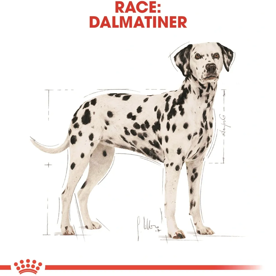 Outlet Royal Canin Dalmatian Adult 12 kg - tørfoder til voksne hunde Hundefoder|Tørfoder Til Hunde I Alle Størrelser Og Aldre