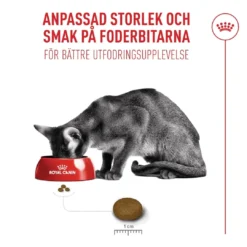 Online Royal Canin Exigent FHN Fussy 10kg Kattefoder & Snacks