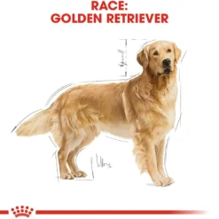 Best Royal Canin Golden Retriever Adult 12 kg - tørfoder til voksne hunde Hundefoder|Tørfoder Til Hunde I Alle Størrelser Og Aldre