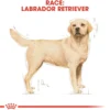 New Royal Canin Labrador Retriever Adult 12 kg - tørfoder til voksne hunde Hundefoder|Tørfoder Til Hunde I Alle Størrelser Og Aldre