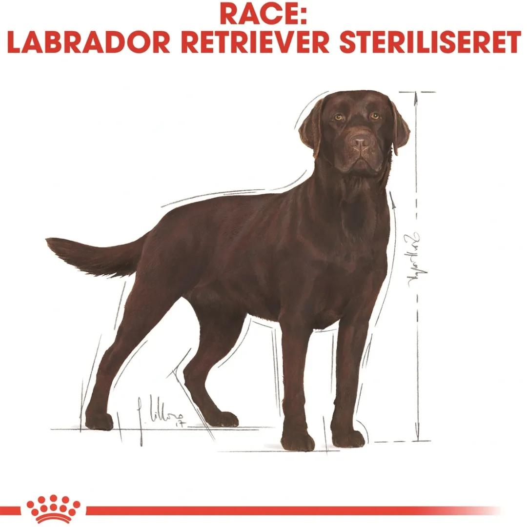 Best Royal Canin Labrador Retriever Sterilised Adult 12 kg - tørfoder til voksne hunde Hundefoder|Tørfoder Til Hunde I Alle Størrelser Og Aldre