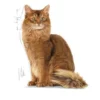 Royal Canin Light Weight Jelly vådfoder 85 g Kattefoder & Snacks