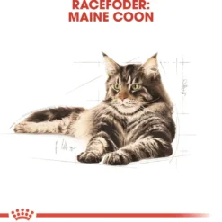 Sale Royal Canin Maine Coon 2 kg Kattefoder & Snacks
