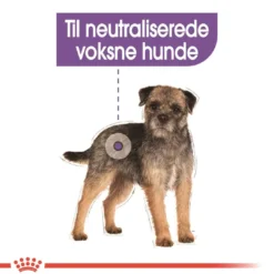 Clearance Royal Canin Mini Sterilised Adult 8 kg - hundefoder til steriliserede små hunde Hundefoder|Tørfoder Til Hunde I Alle Størrelser Og Aldre