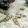 Sale Sand søstjerne (Archaster typicus) 4-6 cm Anemone, Bløddyr Og Snegle Til Saltvand