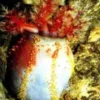 Søæble (Pseuducolochirus violaceus) Anemone, Bløddyr Og Snegle Til Saltvand