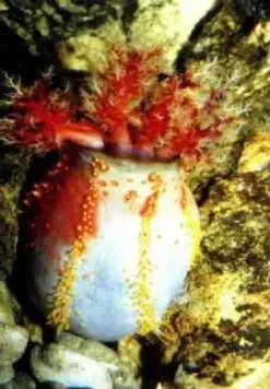 Søæble (Pseuducolochirus violaceus) Anemone, Bløddyr Og Snegle Til Saltvand