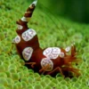 Online Sexet Reje (Thor amboinensis) Anemone, Bløddyr Og Snegle Til Saltvand
