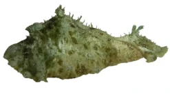 Outlet Søhare (Dolabella auricularia) 6-8 cm Anemone, Bløddyr Og Snegle Til Saltvand