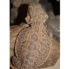 Skægagame ungdyr (Pogona Vitticeps) Krybdyr