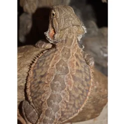 Skægagame ungdyr (Pogona Vitticeps) Krybdyr