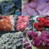 Discount Skiveanemone Discosoma sp Mix Saltvandskoraller