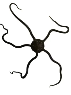 Clearance Slangesøstjerne Ophioderma rubicundum Anemone, Bløddyr Og Snegle Til Saltvand
