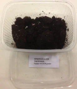 Springhaler - Collembola sp. Foder & Vitaminer Til Krybdyr
