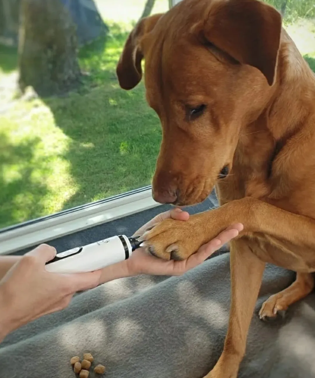 Online Støjsvag Elektrisk Neglesliber til Hunde og Katte Plejemidler Til Katte|Plejemidler Til Hund Med Fokus På Sundhed Og Velvære