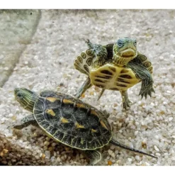 Best Stribet Kinesisk sumpskildpadde (Mauremys reevesii) Krybdyr