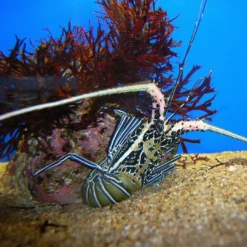 Stribet Revlanguster (Panulirus versicolor) Anemone, Bløddyr Og Snegle Til Saltvand