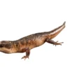 Hot Sulawesi Water Skink (Tropidophorus Baconi) Krybdyr