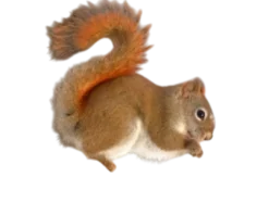 Sale Tamiasciurus hudsonicus Egern Krybdyr