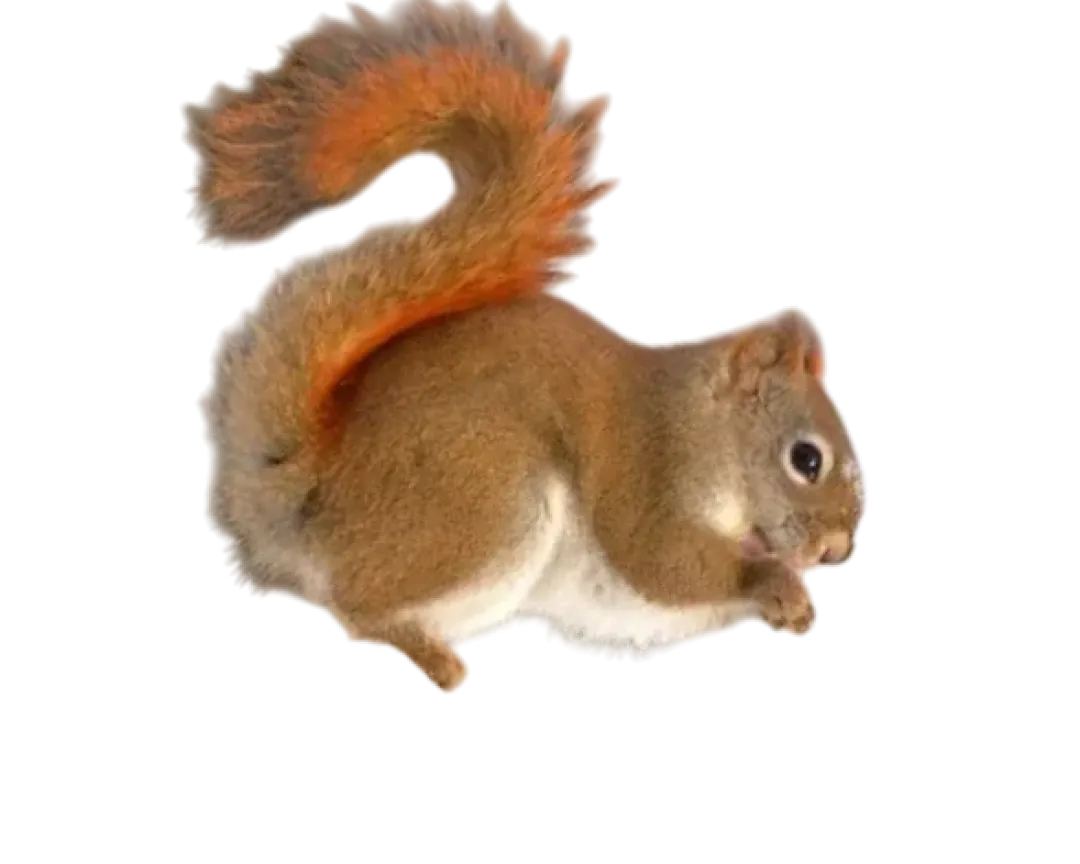 Sale Tamiasciurus hudsonicus Egern Krybdyr