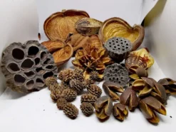 Outlet Terrarium Sæt af Dekoration Bakuli, Casuarina, Badam, Arjuna, Lotus, Mahagon, Jacaranda 180 gram Dekoration Til Terrarier