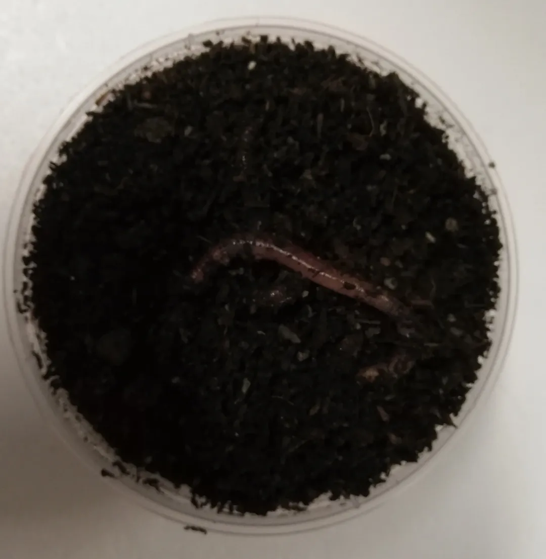 Sale Tigerorm 15 stk (Dendrobena veneta) Foder & Vitaminer Til Krybdyr