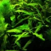 Sale Tilbud Mix 5 stk Tropica planter Akvarieplanter