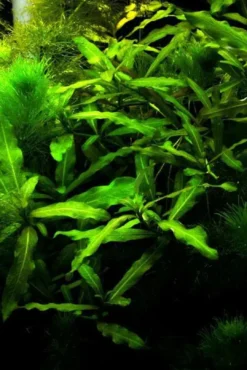 Sale Tilbud Mix 5 stk Tropica planter Akvarieplanter