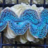Best Tridacna Maxima Blue musling 5 cm Saltvandskoraller