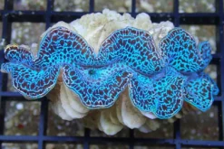 Best Tridacna Maxima Blue musling 5 cm Saltvandskoraller