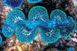 New Tridacna Maxima Blue Musling 9-10 cm Saltvandskoraller