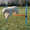 Sale Agility Hurdle - springtræning til hunde Hundelegetøj Til Alle Hunde Leg Og Aktivering Året Rundt|Legetøj Til Hvalpe - Sjov Leg, Aktivering Og Tryghed Fra Første Dag