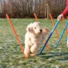 Outlet Agility Slalom - træning af smidighed Hundelegetøj Til Alle Hunde Leg Og Aktivering Året Rundt|Legetøj Til Hvalpe - Sjov Leg, Aktivering Og Tryghed Fra Første Dag