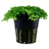 Outlet Tropica Akvaieplante i potte Micranthemum callitrichoides Cuba Akvarieplanter