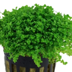 Outlet Tropica Akvaieplante i potte Micranthemum callitrichoides Cuba Akvarieplanter