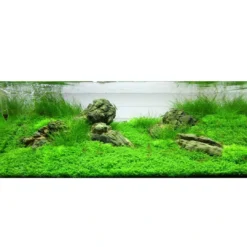 Outlet Tropica Akvaieplante i potte Micranthemum callitrichoides Cuba Akvarieplanter