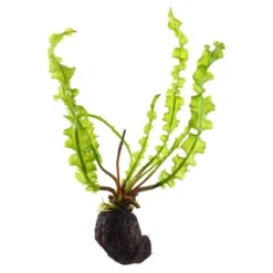 Sale Tropica Akvarieplante Aponogeton longiplumulosus knold x 5 Akvarieplanter