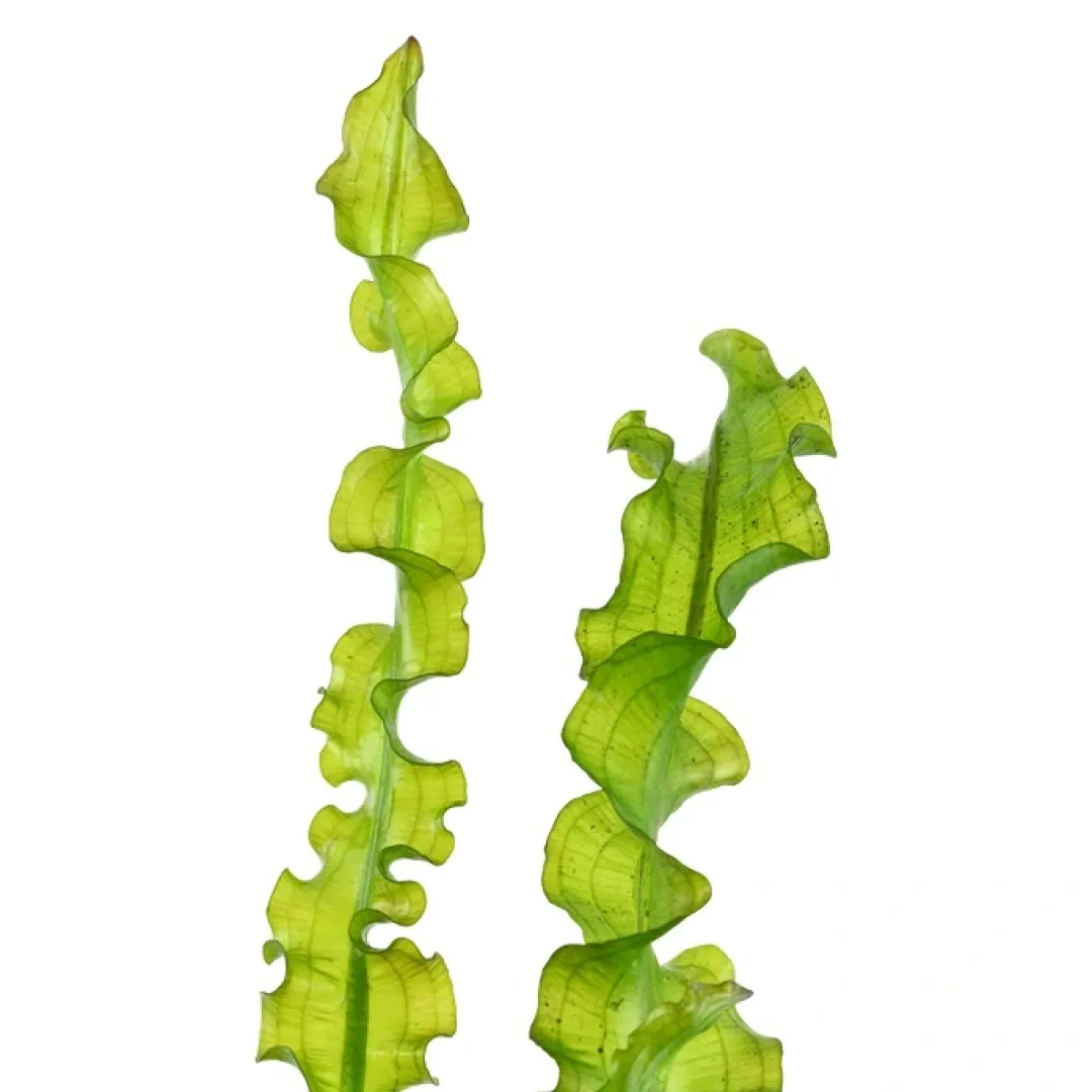 Sale Tropica Akvarieplante Aponogeton longiplumulosus knold x 5 Akvarieplanter