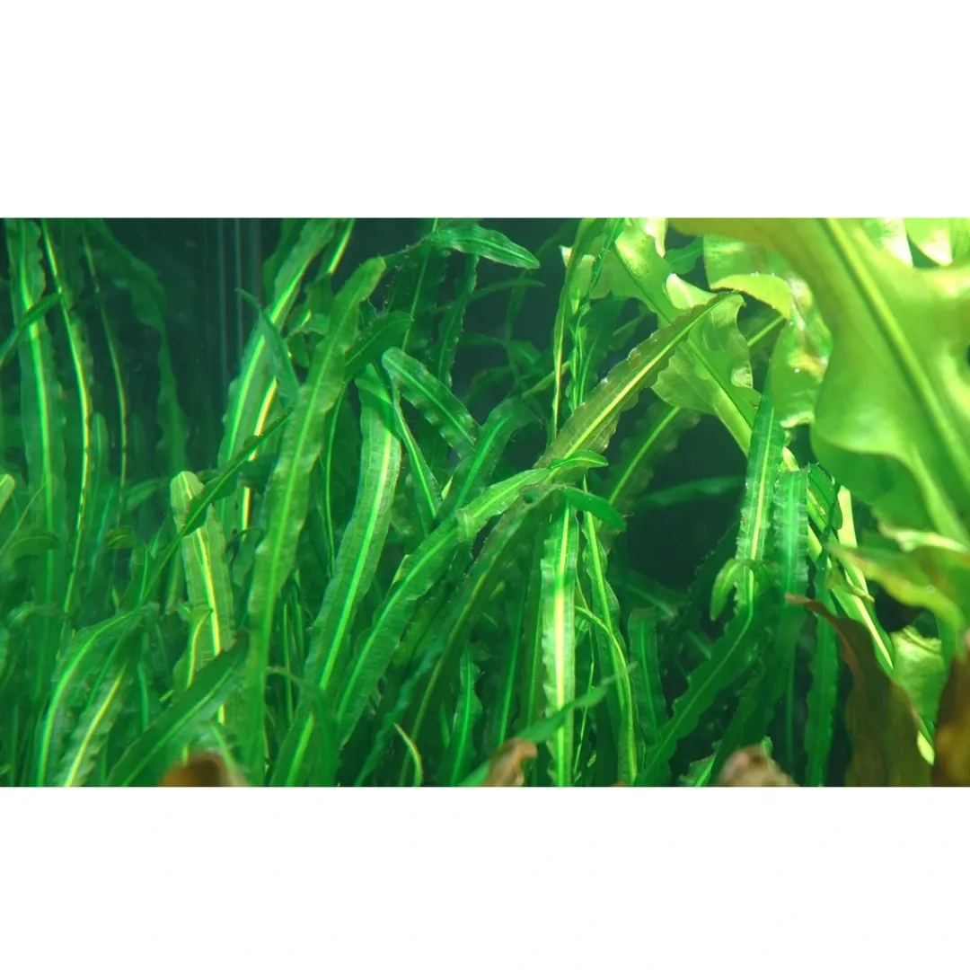 Sale Tropica Akvarieplante Aponogeton longiplumulosus knold x 5 Akvarieplanter