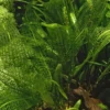 Discount Tropica Akvarieplante Aponogeton madagascariensis knolde x 5 Akvarieplanter