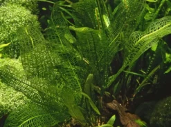Discount Tropica Akvarieplante Aponogeton madagascariensis knolde x 5 Akvarieplanter