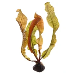 Outlet Tropica Akvarieplante Aponogeton boivinianus knold x 5 Akvarieplanter