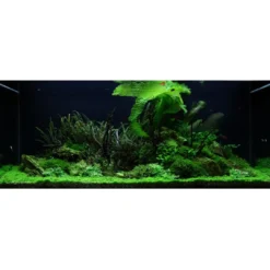 Outlet Tropica Akvarieplante Aponogeton boivinianus knold x 5 Akvarieplanter