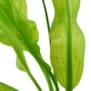 Outlet Tropica Akvarieplante Aponogeton ulvaceus i knold x 5 Akvarieplanter